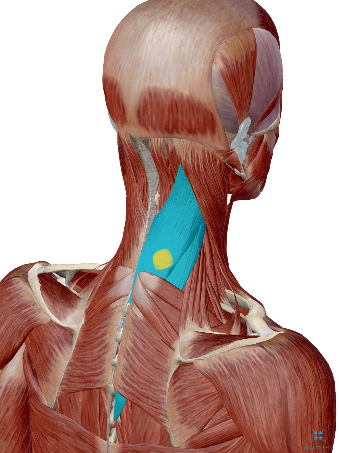 首の運動鍼|肩こり、寝違えなど